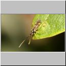 Campyloneura virgula - Weichwanze 01.jpg